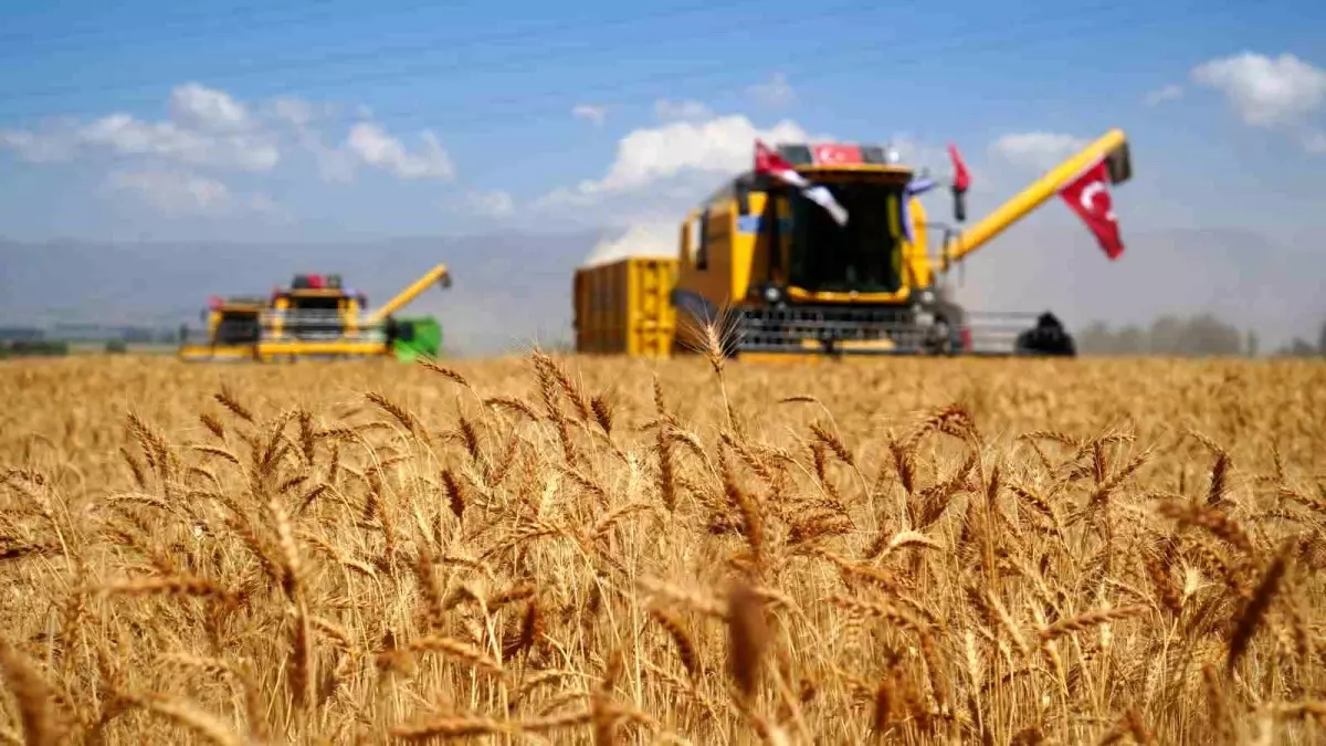 Atatürk Üniversitesi’nde Buğday Hasadı Yapıldı