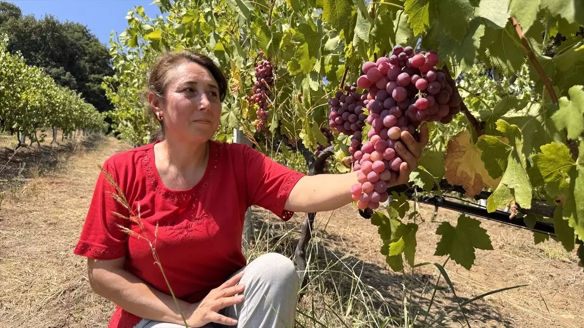 Emekli Mühendis Üzüm Bahçesiyle Hayalini Gerçekleştiriyor