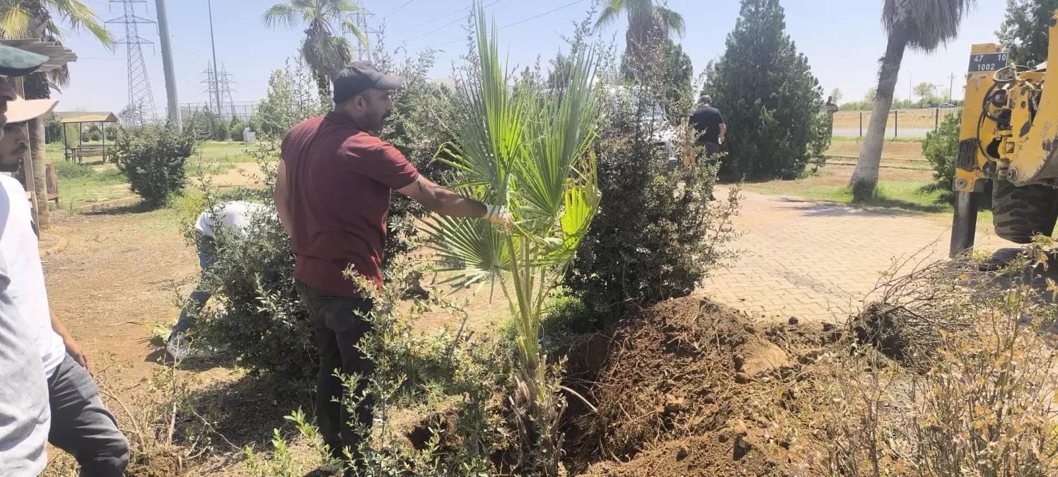 Kızıltepe’de Palmiye Ağacı Yangını