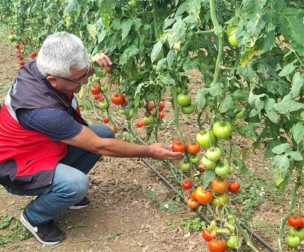 Simav Eynal Domatesi’nin Denetimi