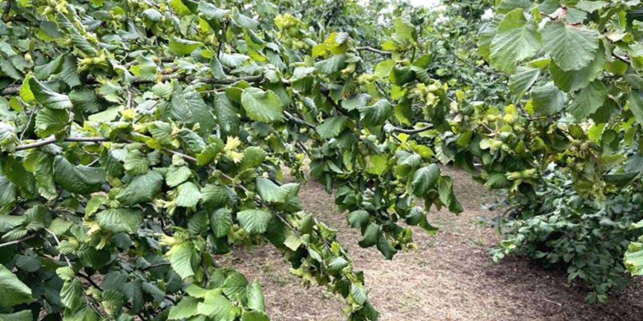 Türkiye’den 124 ülkeye 300 ton ihraç edildi: 2 milyar 349 milyon gelir getirdi