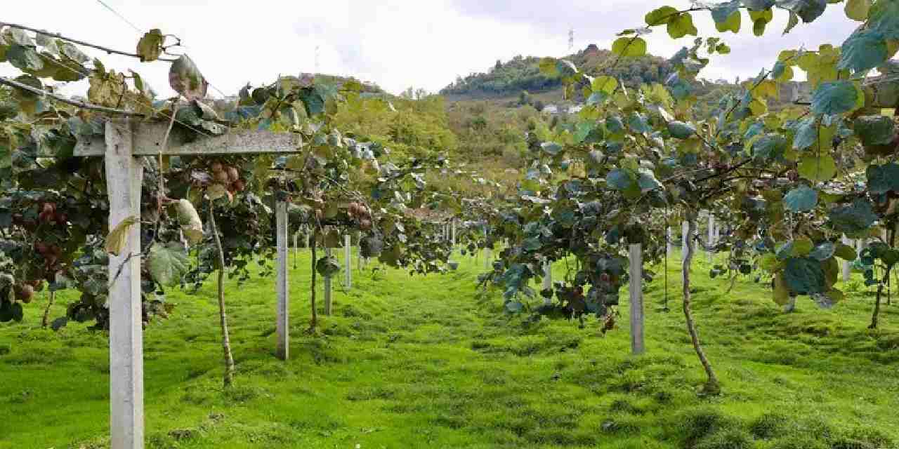 4 bin ton rekolte bekleniyor: Kilogram fiyatı belli oldu