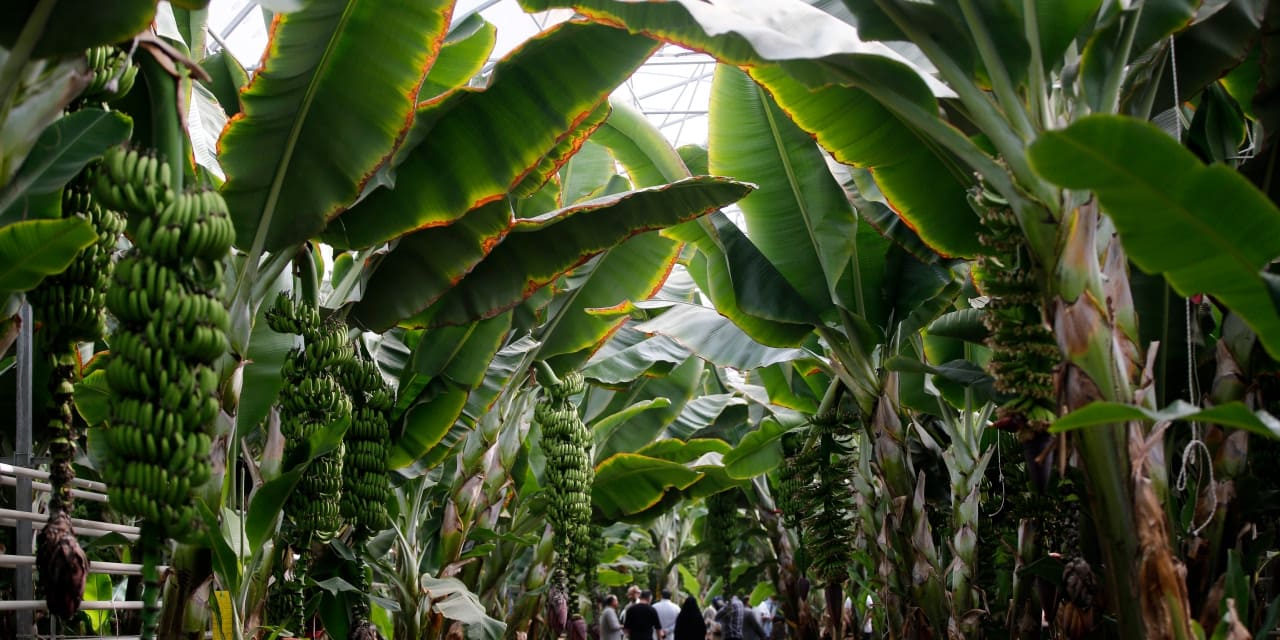 İran’da tropikal meyve yetiştiriliyor