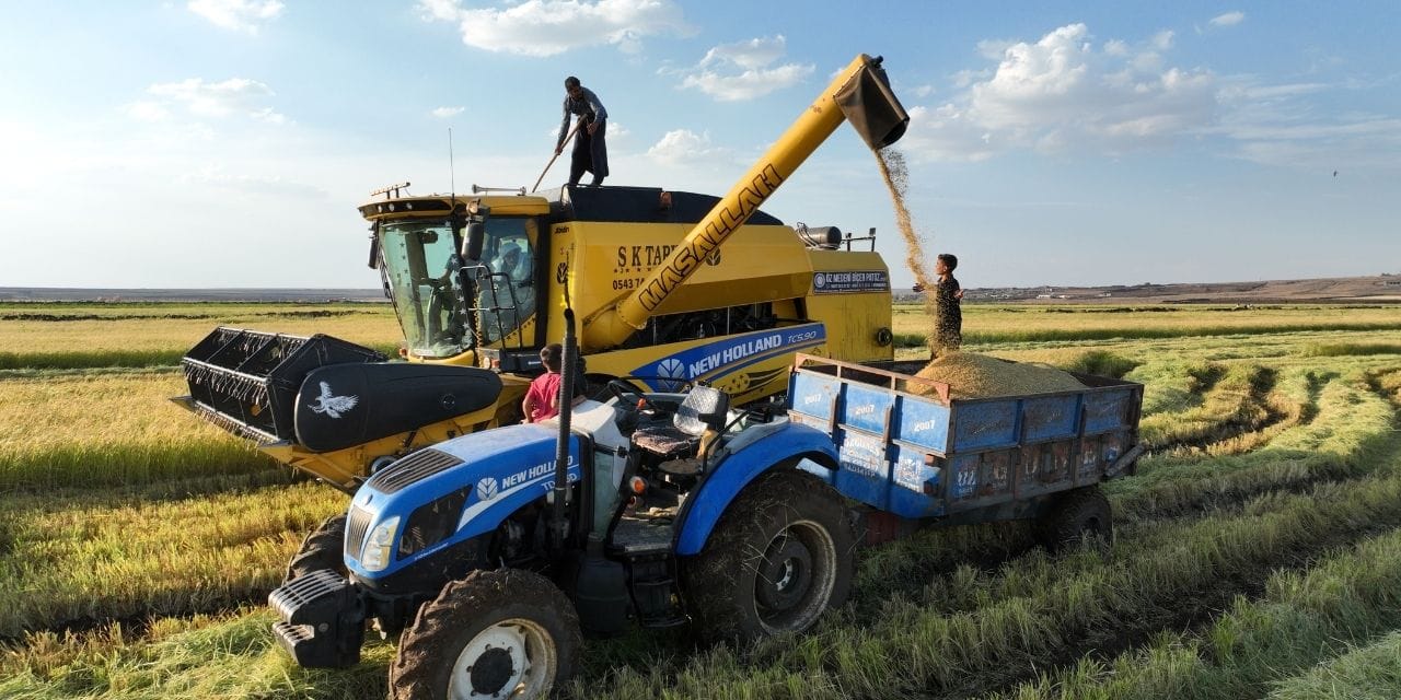 Şanlıurfa Karacadağ pirinci hasadı başladı