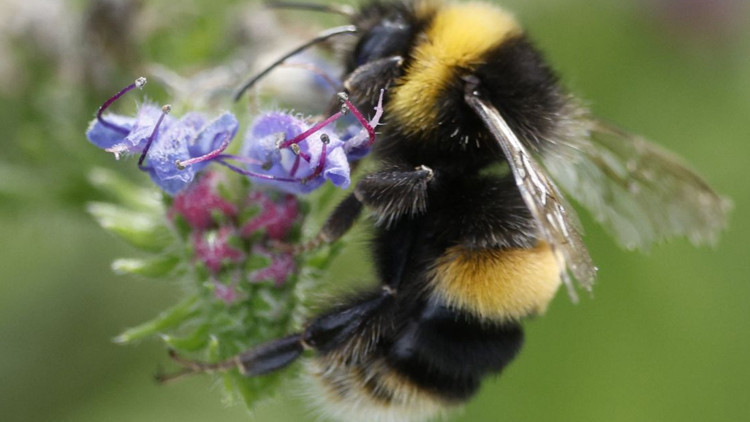Bombus arıları Mors alfabesi öğrendi