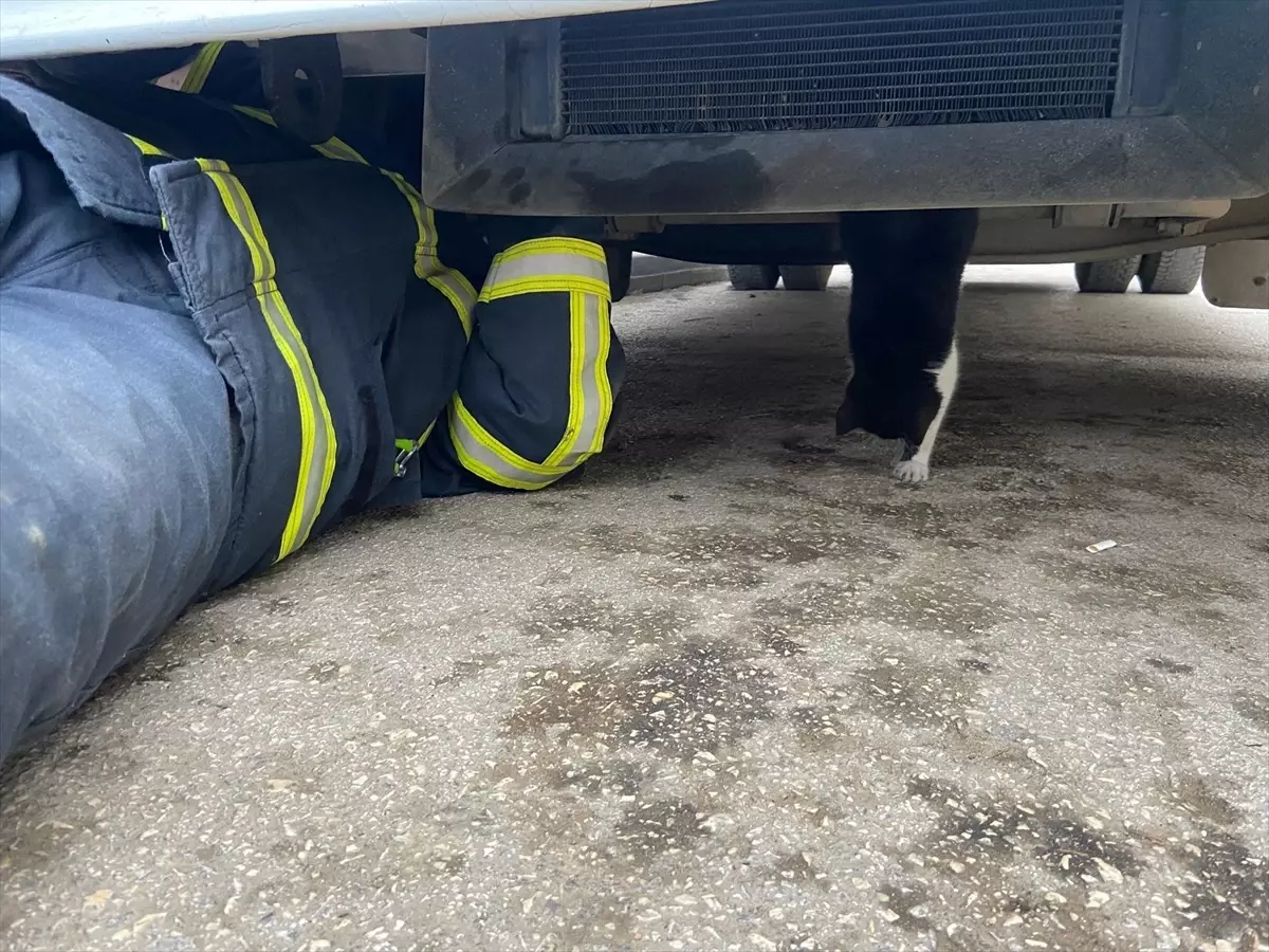 Taşköprü’de Minibüsten Kedi Yavrusunu Kurtardılar