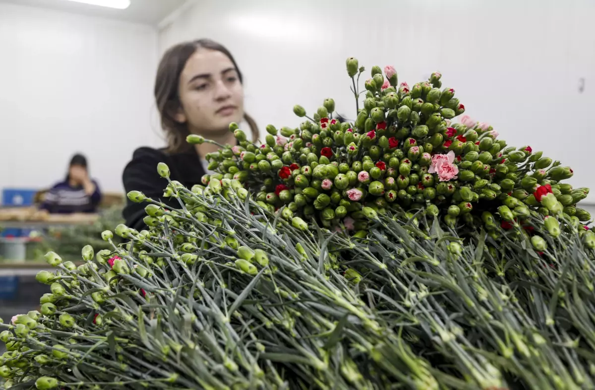 Türkiye’nin Kesme Çiçek İhracatı Rekor Kırdı