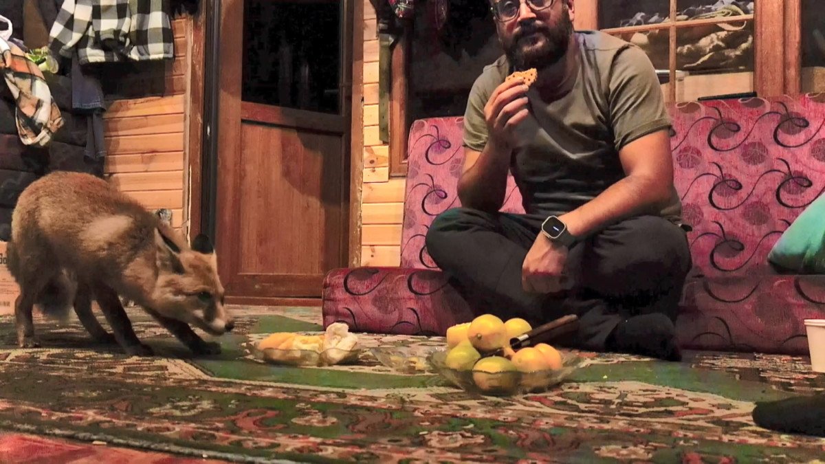 Kocaeli’de ‘Tilko’ ismini verdiği tilkiyi elleriyle besliyor