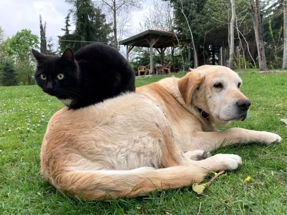 Düzce’den Kedi-Köpek Maması İhracatı 1574 Tonu Geçti