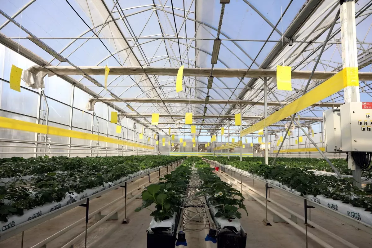 Gaziantep’ten Enerji Üretimi: 40 Bin Konutun İhtiyacı Karşılanıyor