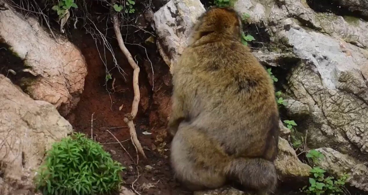 Abur Cubur Yüzünden Maymunlar Toprak Yeme Alışkanlığı Edindi