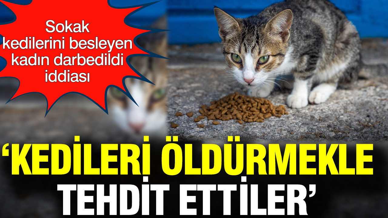 Sokak Kedilerine Destek Veren Kadına Saldırı: “Kedileri Öldürmekle Tehdit Edildim”