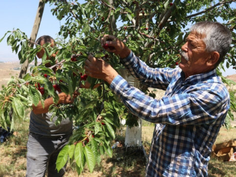 Sabahın ilk ışıklarıyla hasada başlıyorlar: Ürün bol, kalite zirvede ama masraflar çiftçiyi yakıyor