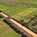 Carsamba ovasinda sezonun ilk hasadi basladi bu yil tam 60 ton rekolte bekleniyor 9sj4LkXP