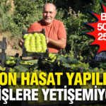 Haber gorseli